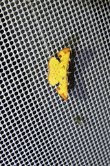 Corymica