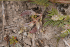 Astragalus lemmonii