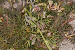 Astragalus lemmonii