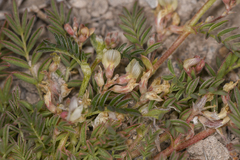 Astragalus lemmonii