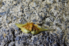 Pyrinioides sinuosus