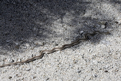 Salvadora hexalepis hexalepis