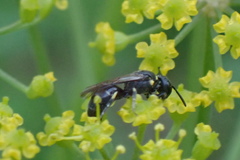 Hylaeus modestus
