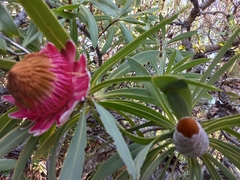 Protea laetans