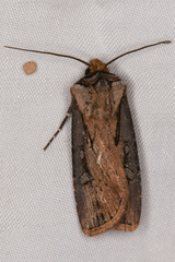 Agrotis antica