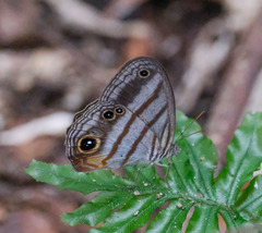 Magneuptychia harpyia