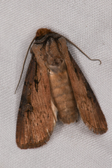 Agrotis antica