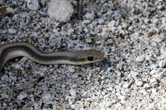 Salvadora hexalepis hexalepis