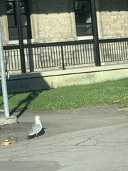 Larus delawarensis