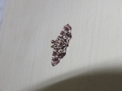 Chabula acamasalis