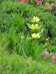Gentiana punctata