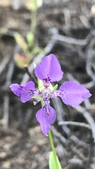 Clarkia rhomboidea