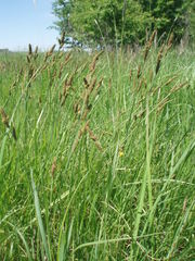 Carex hartmanii