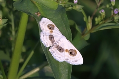 Problepsis eucircota