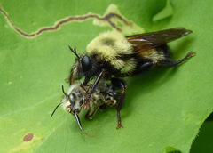 Laphria thoracica