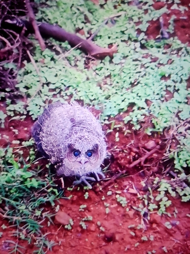 Collared Scops-Owl