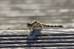 Orthetrum lineostigma