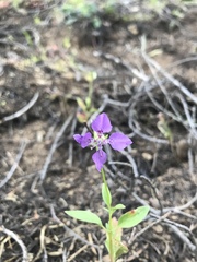 Clarkia rhomboidea