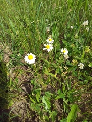 Matricaria chamomilla