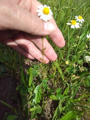 Matricaria chamomilla