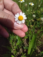 Matricaria chamomilla