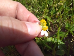 Matricaria chamomilla