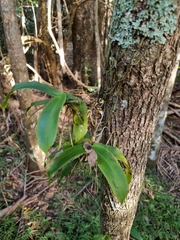 Peristeranthus hillii