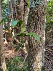 Peristeranthus hillii