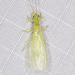 Alloperla