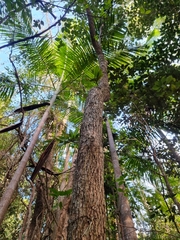 Peristeranthus hillii