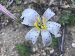 Lilium rubescens