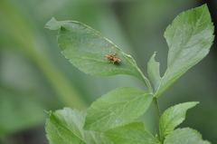 Choreutis amethystodes