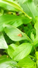 Choreutis amethystodes