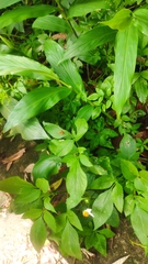 Choreutis amethystodes