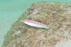 Suezichthys gracilis