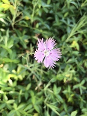 Dianthus hyssopifolius