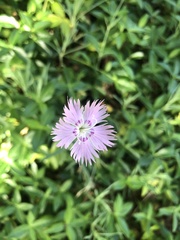 Dianthus hyssopifolius