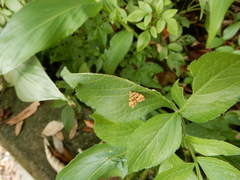 Choreutis amethystodes