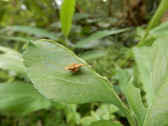 Choreutis amethystodes