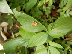 Choreutis amethystodes