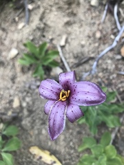 Lilium rubescens