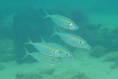 Selaroides leptolepis