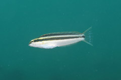 Petroscirtes breviceps
