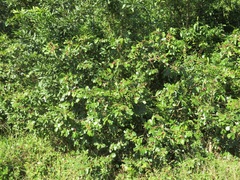Bridelia cathartica