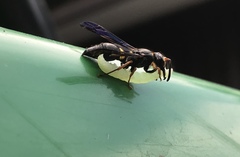Ancistrocerus unifasciatus