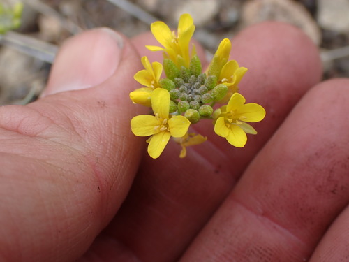 Image of Physaria douglasii by no rights reserved