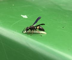 Ancistrocerus unifasciatus