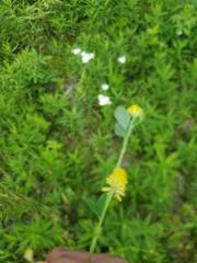 Trifolium campestre