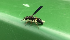 Ancistrocerus unifasciatus
