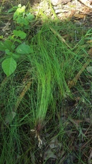 Eleocharis tenuis